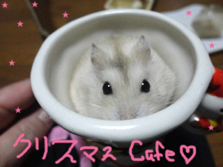 cafe de ここあん.jpg