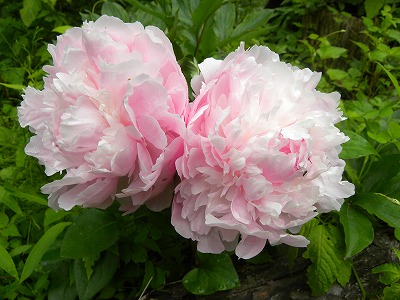 DSCN9323.jpg