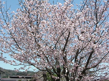 CIMG2550さくら満開.jpg