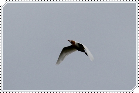 犀川河川敷-5 アマサギ 13.5.4