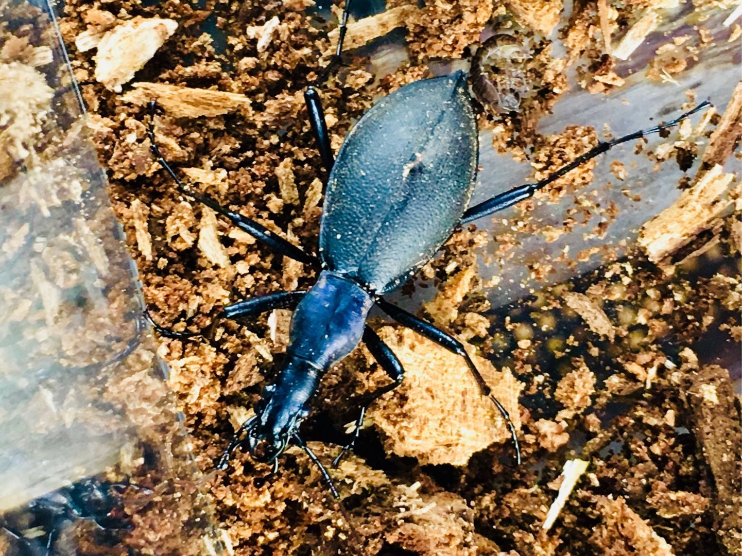 マイマイカブリを求めて2 昆虫記 楽天ブログ