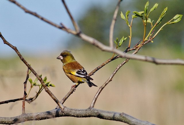 IMG_9852 (800x544).jpg