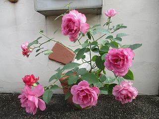 IMG_1591ss.jpg