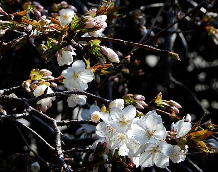 枝垂れ山桜3
