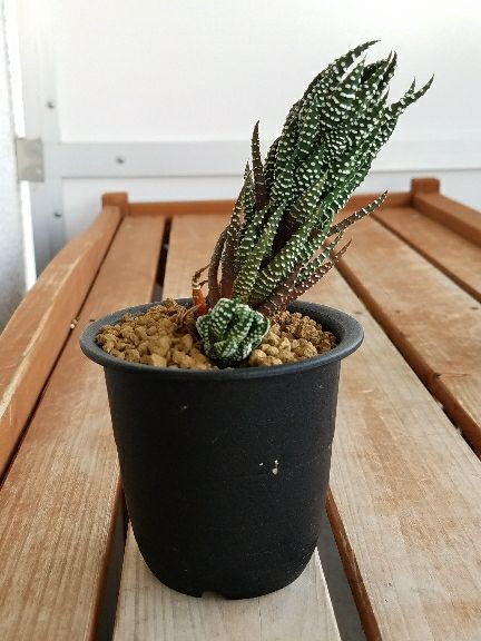 十二の巻死亡 デルオの多肉日記 楽天ブログ