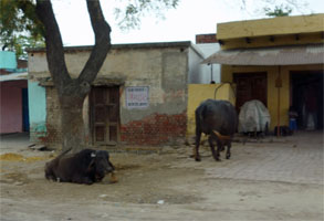 インド391.jpg