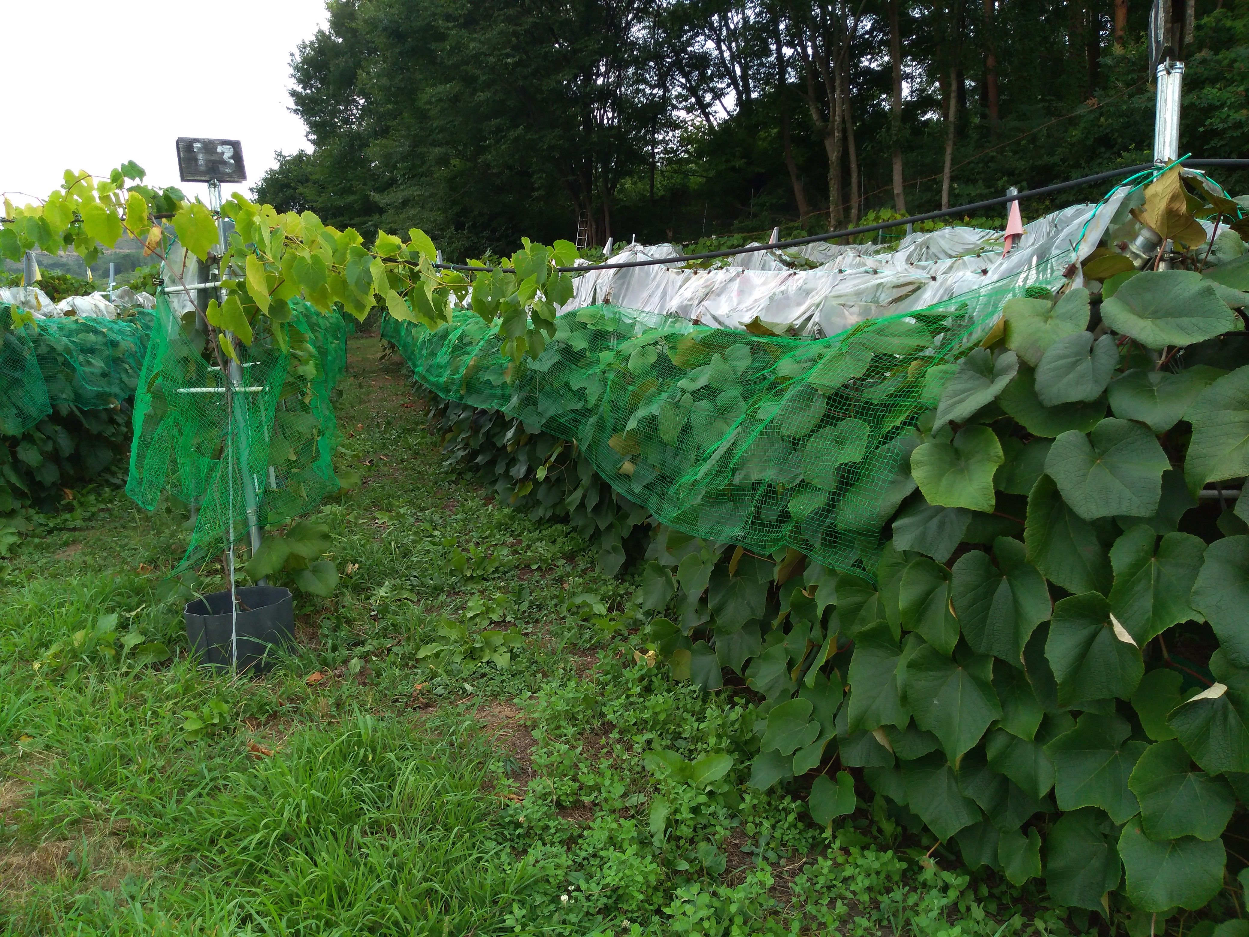 山ぶどう園報告 獣害 鹿 が出始めたので 垣根にネット張ってます 信州スローライフ 山ぶどう栽培 山ぶどう園 ａｕｄｒｅｙ ｆａｒｍ 楽天ブログ