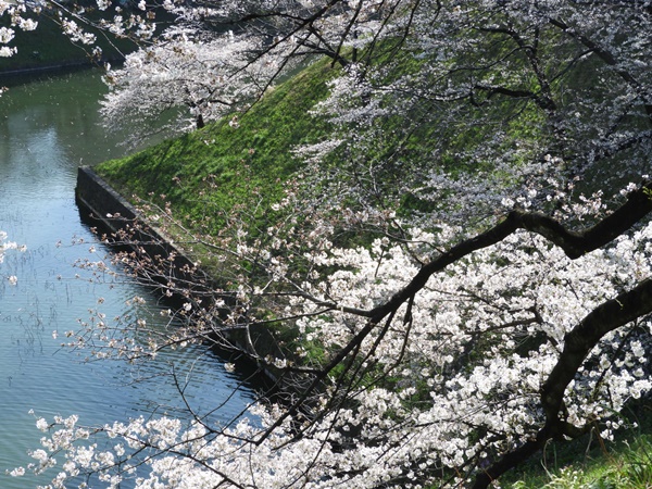 千鳥ヶ淵緑道