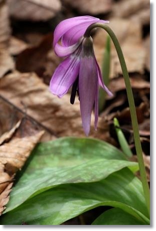 樹木公園・カタクリ-6 15.4.18