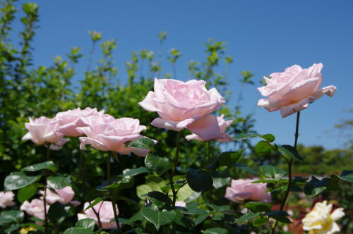 谷津バラ園のバラの花