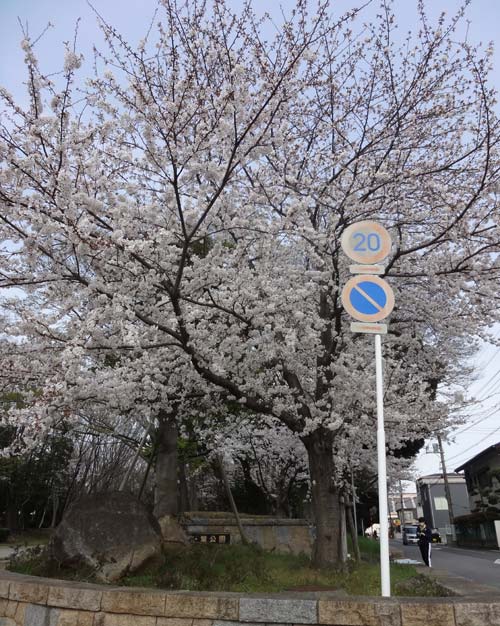 千葉公園の桜　俺の妹でよく出るシーン