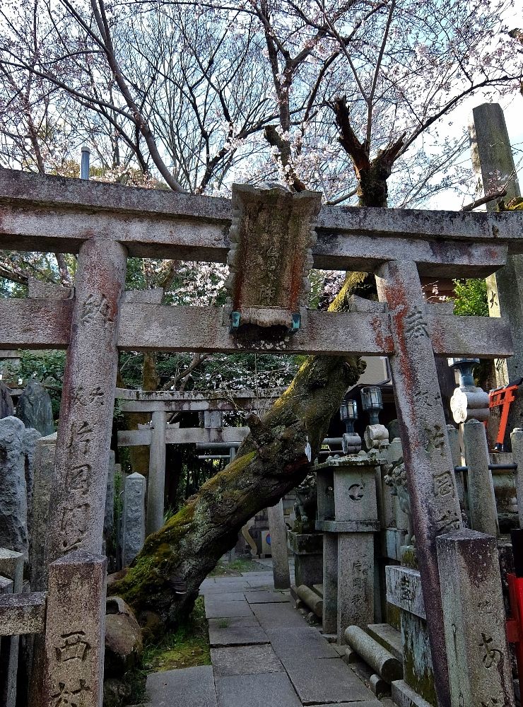 京都 伏見稲荷 梅松社 桜 大木