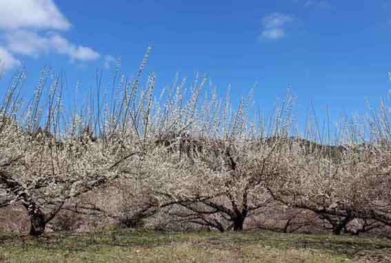 美郷の梅の花-01♪