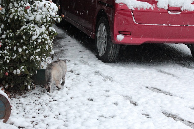 雪に猫.jpg