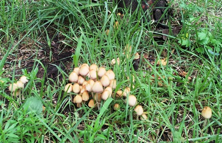 20130713 kinoko 2.jpg