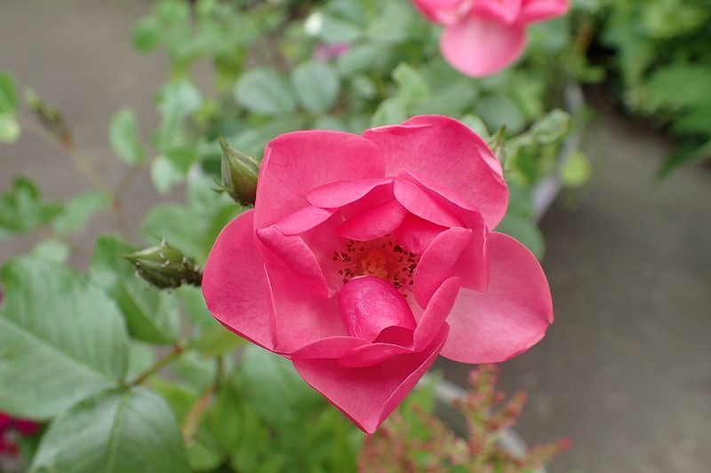 留守の間に薔薇が満開 | 北海道 登山日和 花日和 - 楽天ブログ