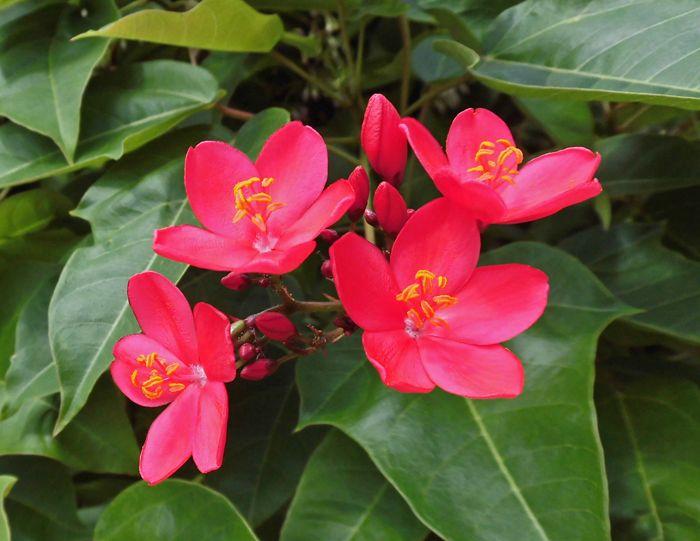 バンブーハウス 沖縄 熱帯花木 テイキンザクラこと南洋桜 沖縄ヤンバルの里山 楽天ブログ