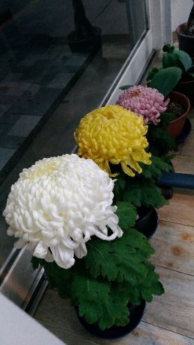 rblog-20171108200005-01.jpg