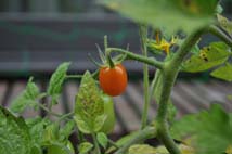 ミニトマト１