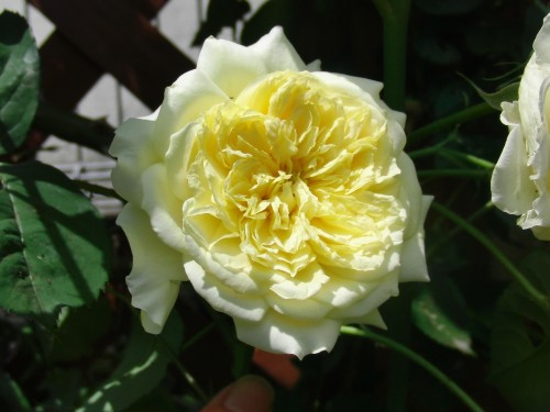 2012.5.16 AUSwalker ザ。ビルグリム.jpg