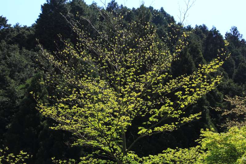 金剛山_004.jpg