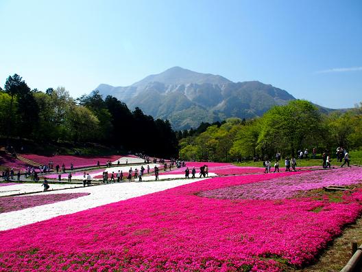 紅い芝桜の絨毯.JPG