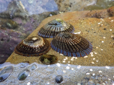 和歌山磯採集2015年5月下旬8　マツバガイ（Cellana nigrolineata）
