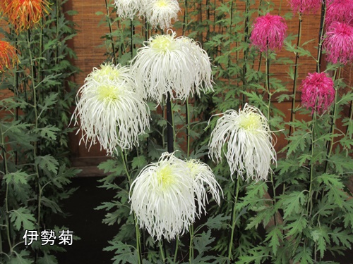 伊勢菊・丁子菊・嵯峨菊花壇