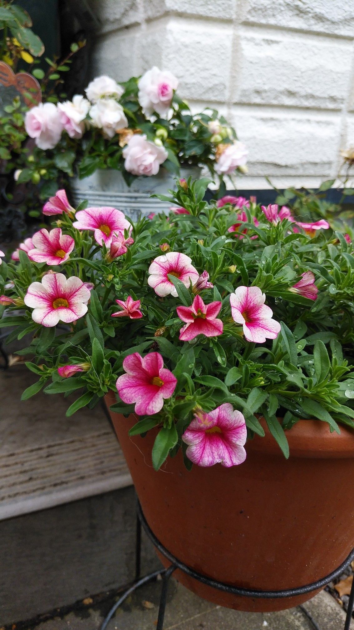 紫陽花keiko のラブレタ ふくママの庭日記 楽天ブログ