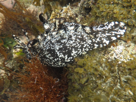 和歌山磯採集18年3月上旬 ウミウシを食べるウミウシなど 海水魚が好き 楽天ブログ