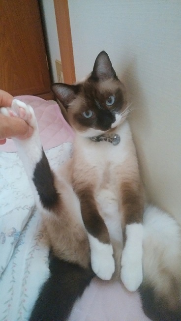 ライ
