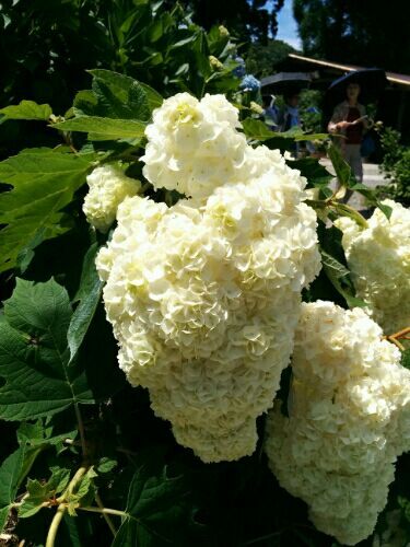 rblog-20170706145110-01.jpg