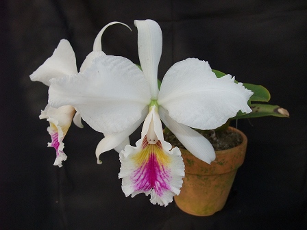 C. labiata semi alba 'Mrs. E. Ashworth' FCC/RHS 20131124-2