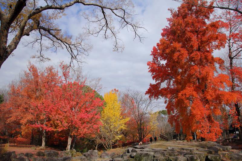 万博記念公園_003もみじ渓.jpg