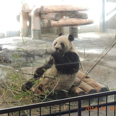 上野動物園パンダ　笹を食べているシンシン