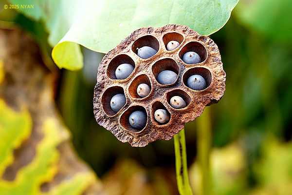 ハス:オオガハス（大賀蓮、ハス科）