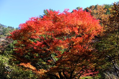 八幡峠の紅葉