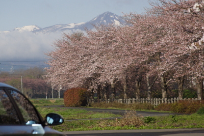 2012桜