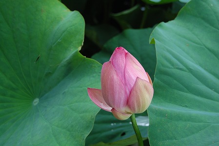 DSC_0920.jpg