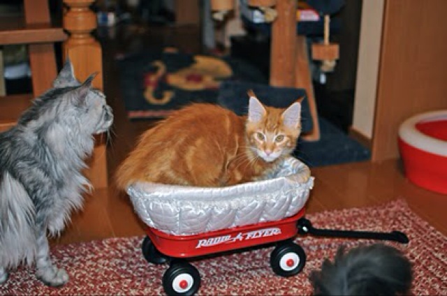 猫が乗っかったラジオフライヤー