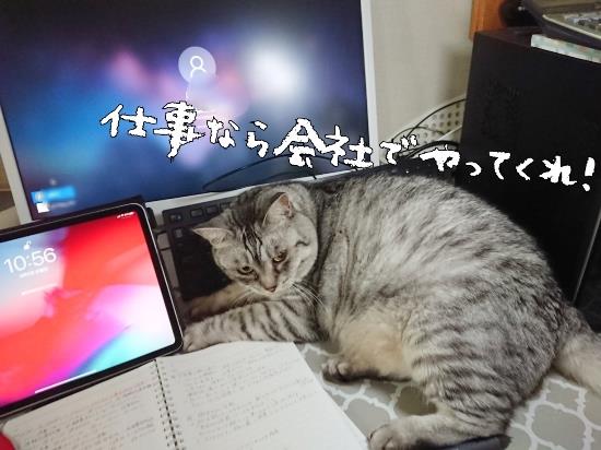 テレワークで困ること 猫が邪魔をする ま えっか ですむ毎日 楽天ブログ