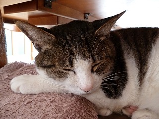 P1010986ss.jpg