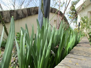 IMG_9617ss.jpg
