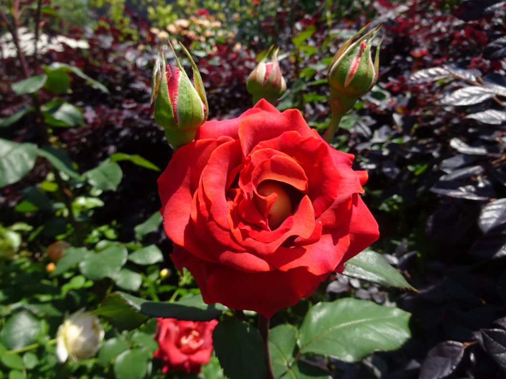 DSC01705.JPG