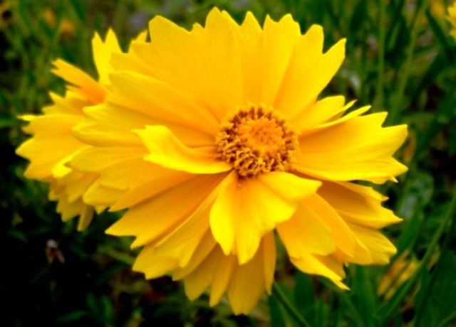 天人菊と大金鶏菊の花 花と蕎麦とリハビリと 楽天ブログ