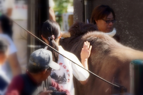 牛の角突き　女性牛持ち