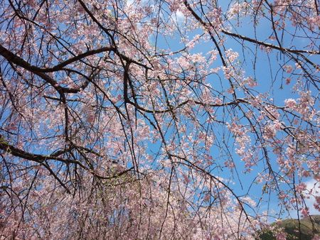 IMG_20150422_110729-p.jpg