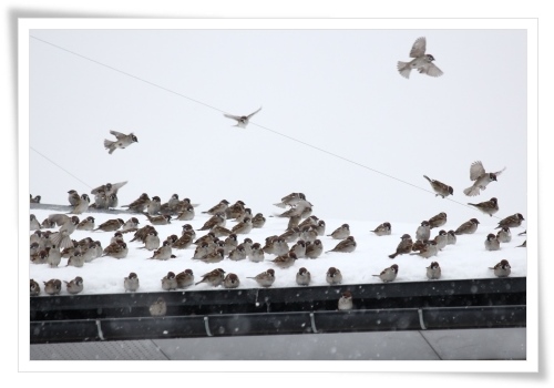 スズメの大群-10 14.2.5