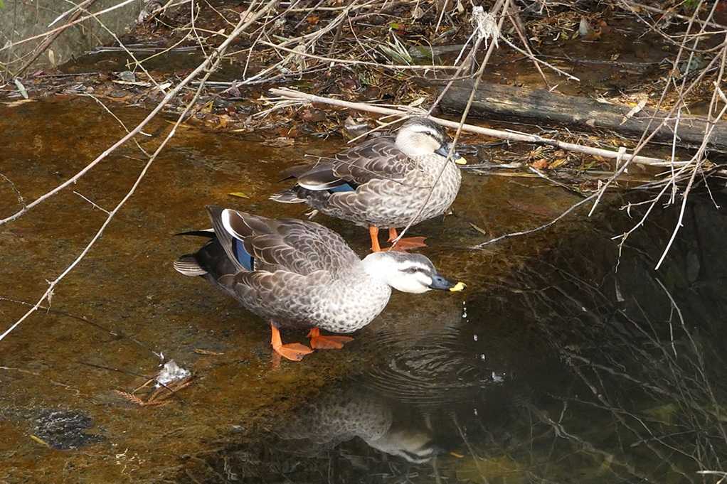515