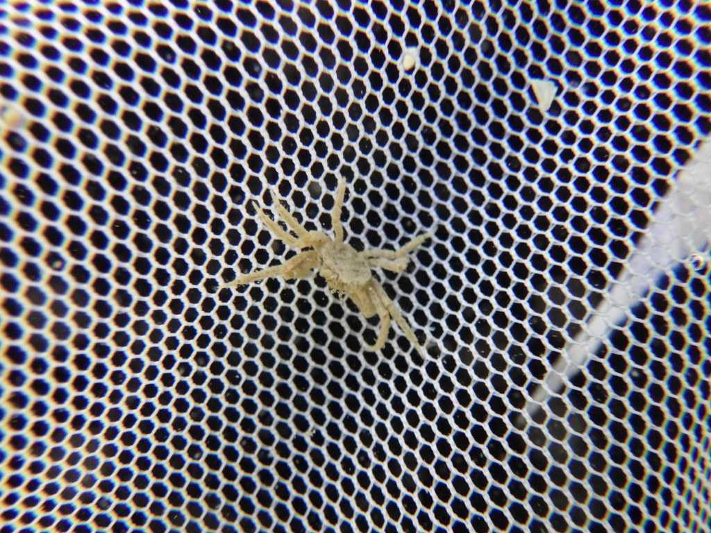 串本磯採集2023年7月下旬46　トウヨウヤワラガニ（Halicarcinus orientalis）